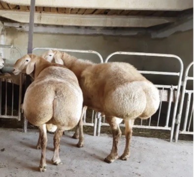 Модель «плюс-сайз» впервые на подиуме