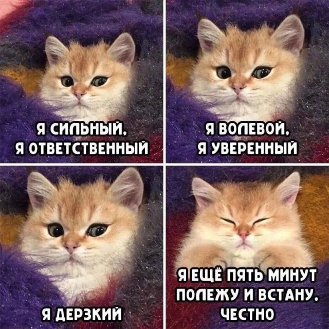 Подборка картинок-баянов с котиками и про котиков. Выпуск 34.