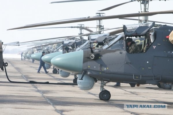 А вы говорите Аллигаторы не летают