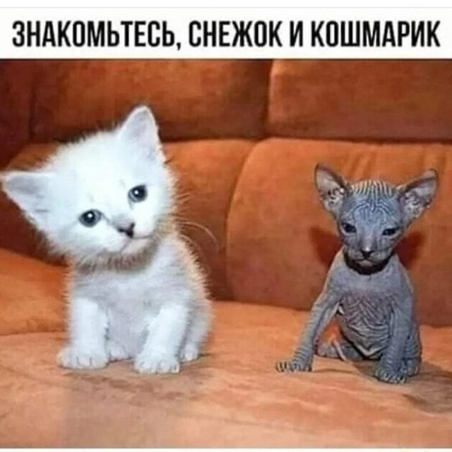 Картинки для деградации 307 (разной степени свежести)