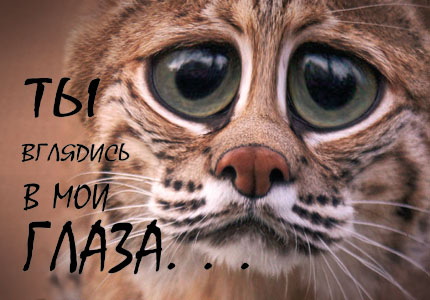 ДИКИЕ КОШКИ