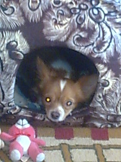 Собакочетверг же, ау!