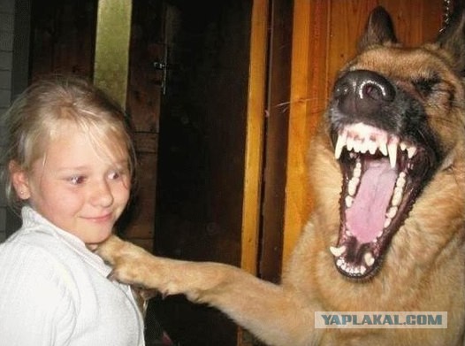 ЦБ установил рекордный курс доллара