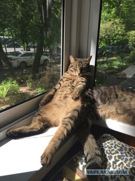 Котовторник 17.05.2016