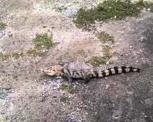 В Ивановской области водятся крокодилы