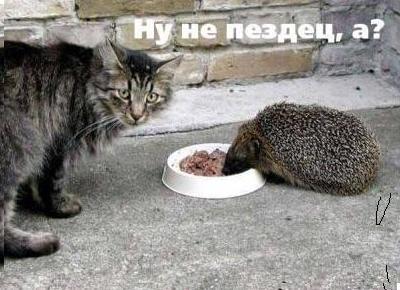 А у меня гость