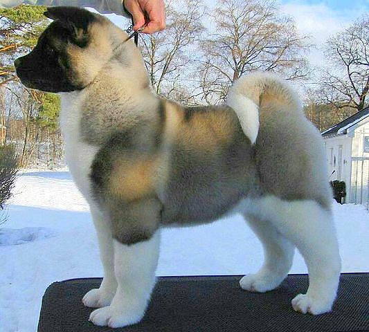 Самые смешные животные