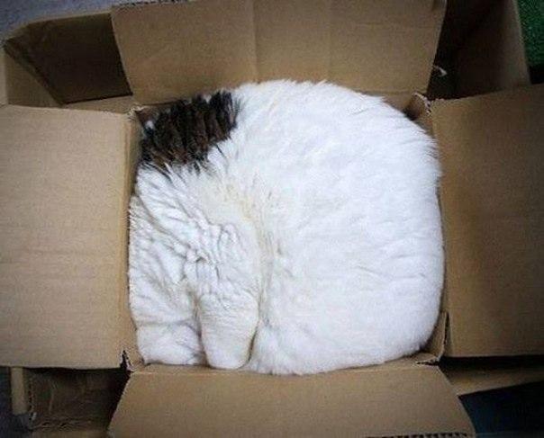 Коты и Кошки