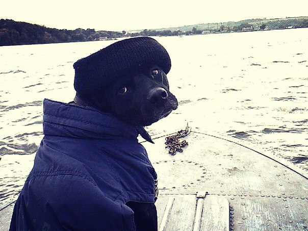 Картинок всяких