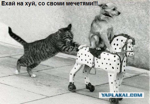 Муфтий Москвы выступил в Госдуме с докладом о нехватке мечетей в столице