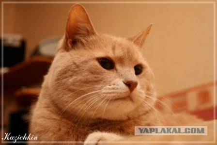 Котопятница