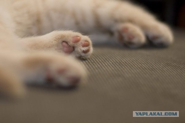 Котовторник?