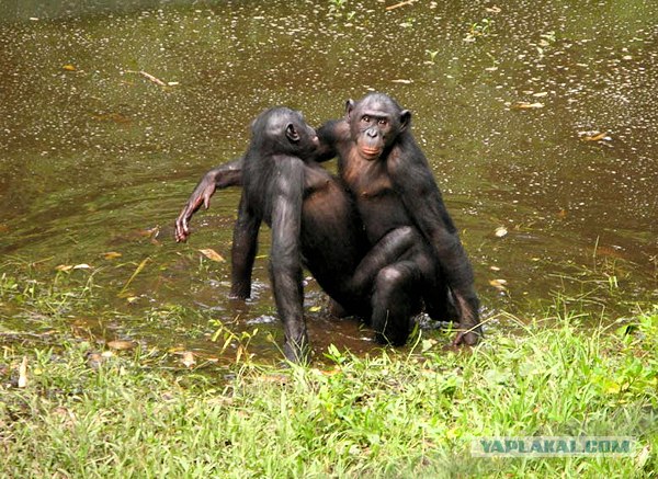 Заповедник Lola ya Bonobo в Конго