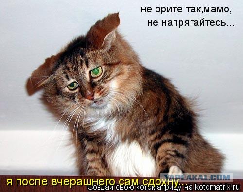 Сонный Котовторник