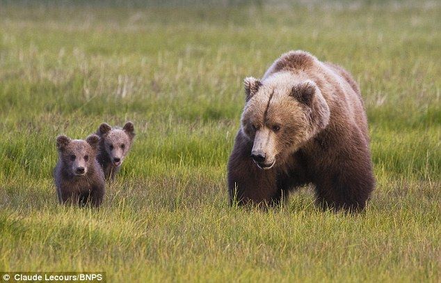 Бои без правил по-медвежьи