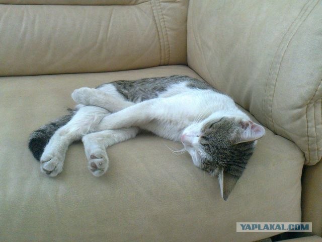 Котовторник 07.08.2012