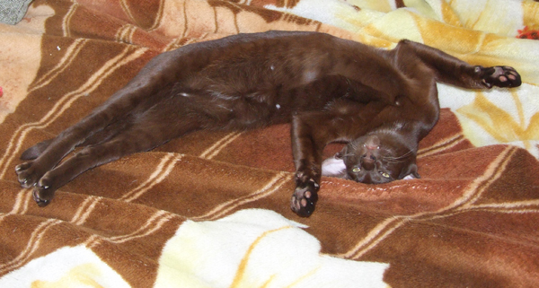 Котовторник 12.02.13