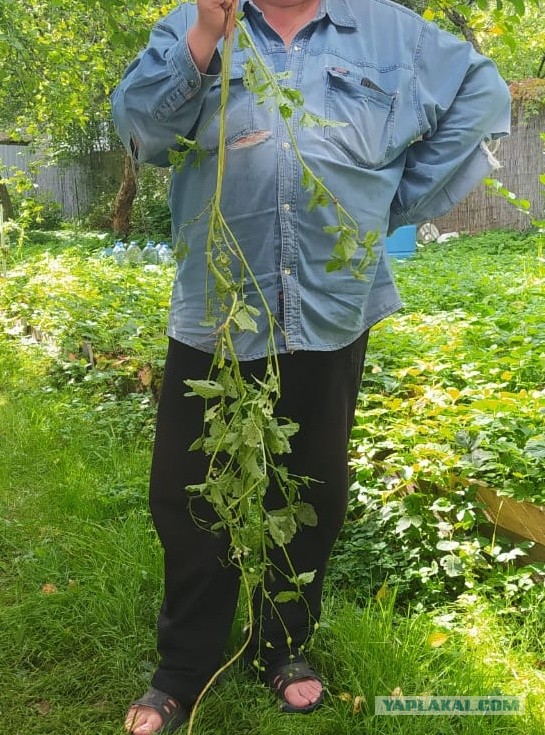 А что будет, если...