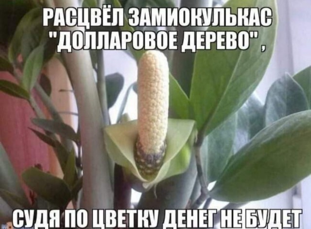 Немного картинок для настроения 03.11.20