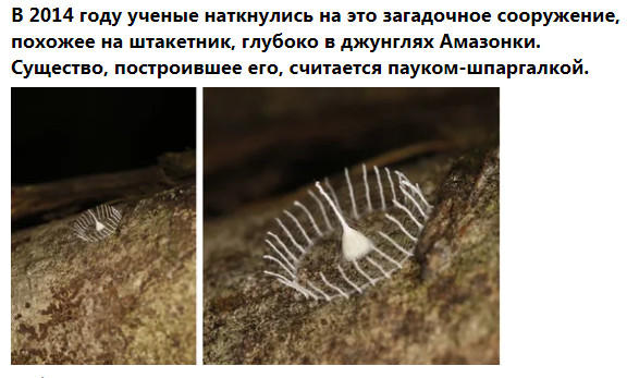 Фото-винегрет-3. Картинки ниапчём и обо всём