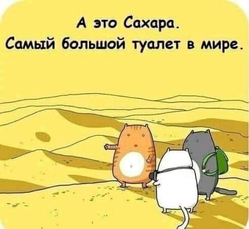 Картинки с котами и про котов