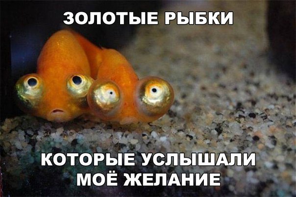 Забавные комментарии из социальных сетей 27.09.21