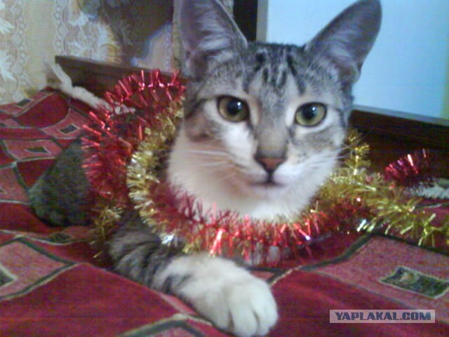 Котовторник  19.03.2013