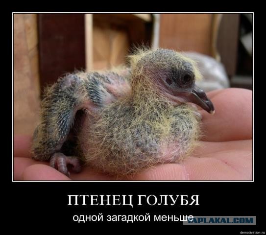 Захожу я значит в лифт.. а там