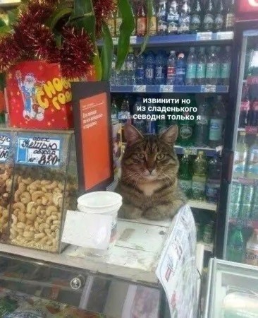 К котовторнику: подборка картинок-баянов с котиками и про котиков. Выпуск 32.