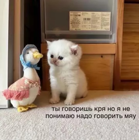 Котямбосы