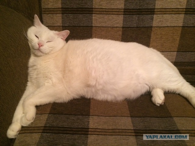 Котовторник 23.12.2014