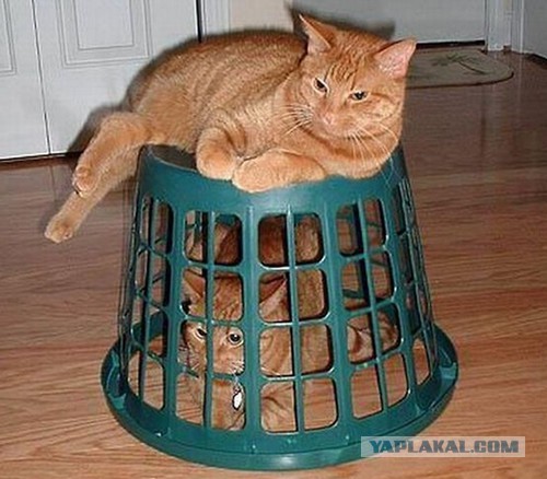 Котоловка