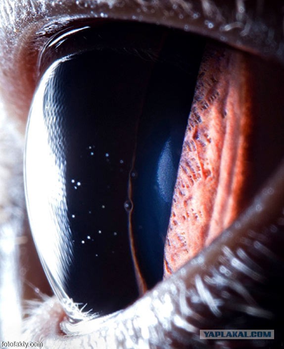 Макросъемка глаз животных