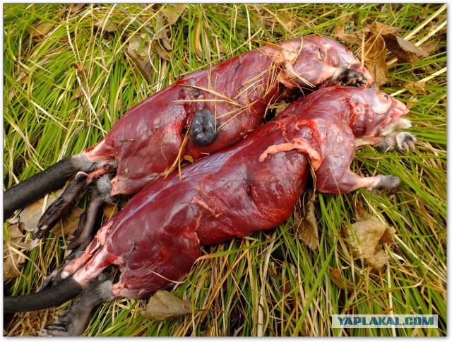 Петрович поймал чудо рыбу!