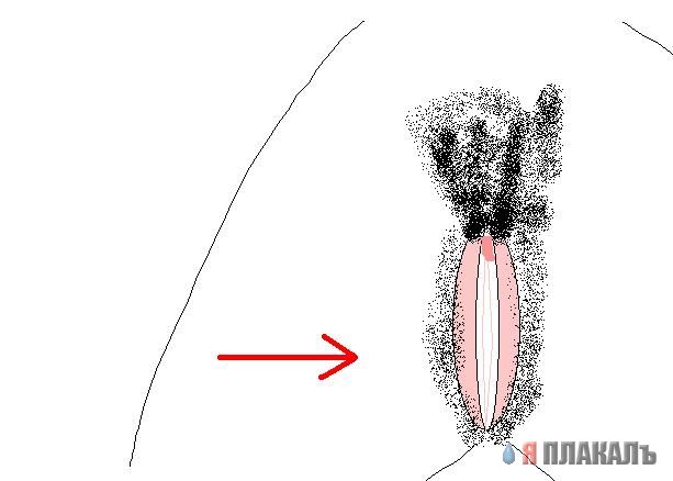 Газенваген