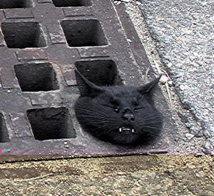 Коты, кошки, котята