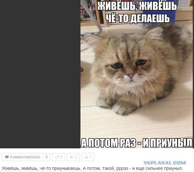 Как лечить депрессию у кота