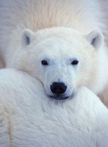 Самые смешные животные
