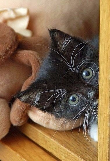 Коты и Кошки