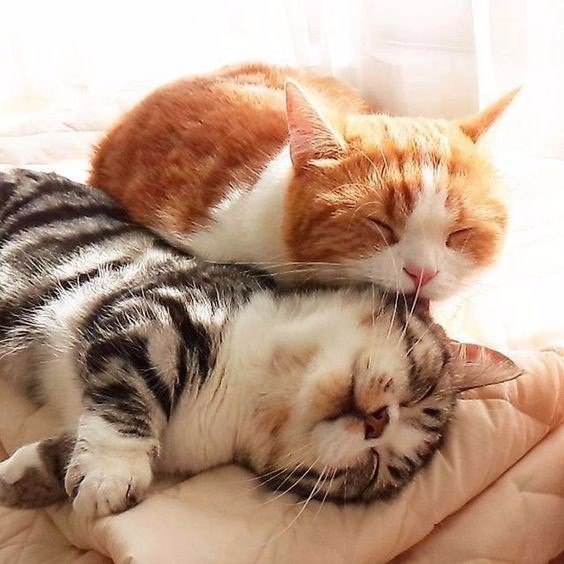 Коты и Кошки