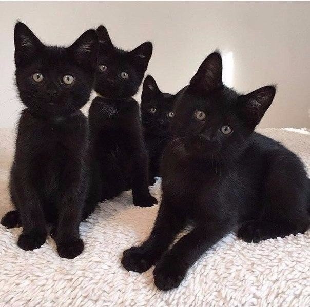 Коты и Кошки