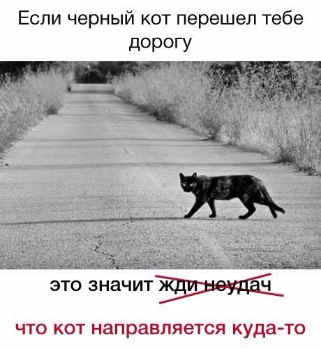 Коты и Кошки