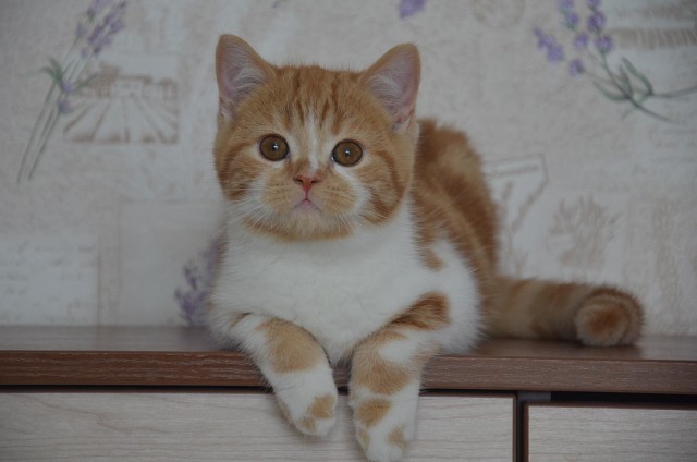 Коты и Кошки