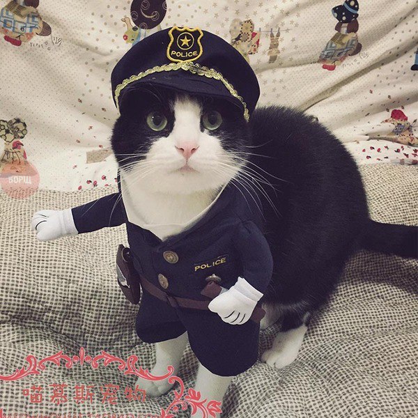 Коты и Кошки