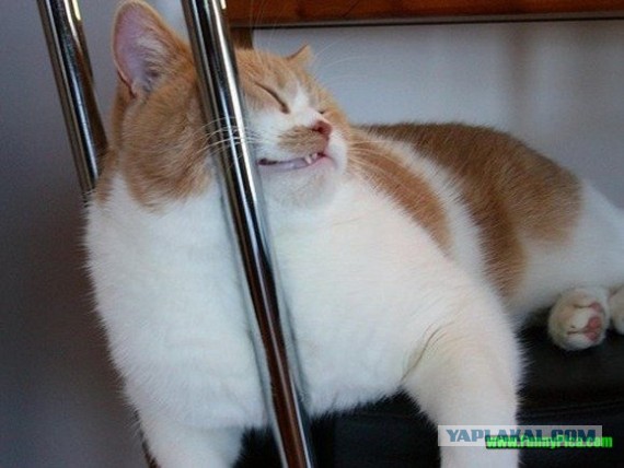 Как спят наши странные коты