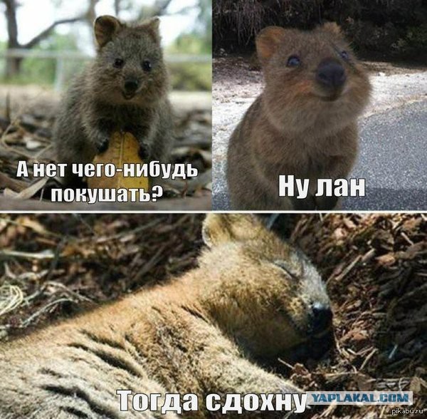 Нестандартный юмор