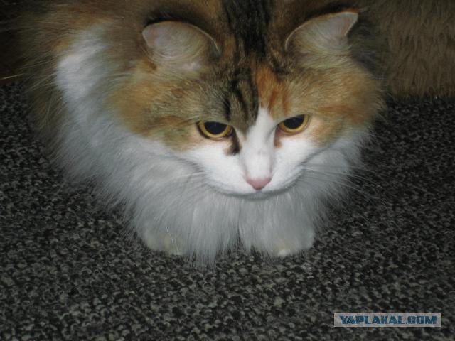 Котовторник на ЯПлакалъ 08.07.2008