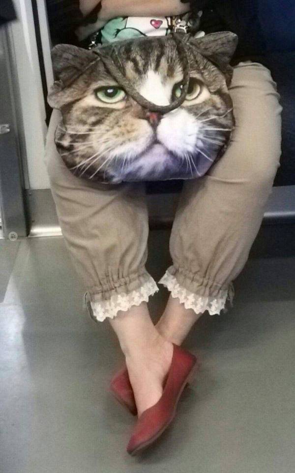 Прикольных котов пост