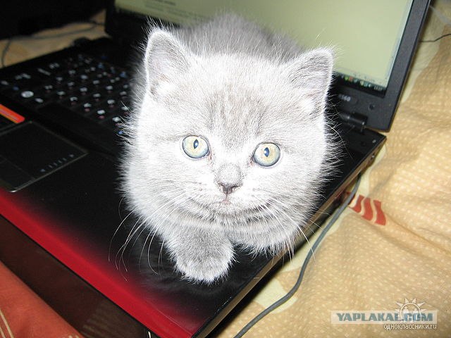 Котовторник