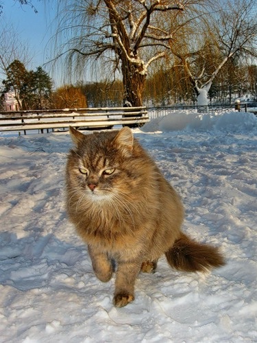 Котовторник 4.01.2011 - первый котовторник года